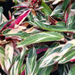 Stromanthe Triostar Large Leaf Tropical Plant Calathea