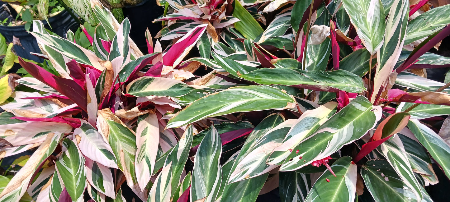 Stromanthe Triostar Large Leaf Tropical Plant Calathea
