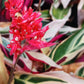 Stromanthe Triostar Large Leaf Tropical Plant Calathea