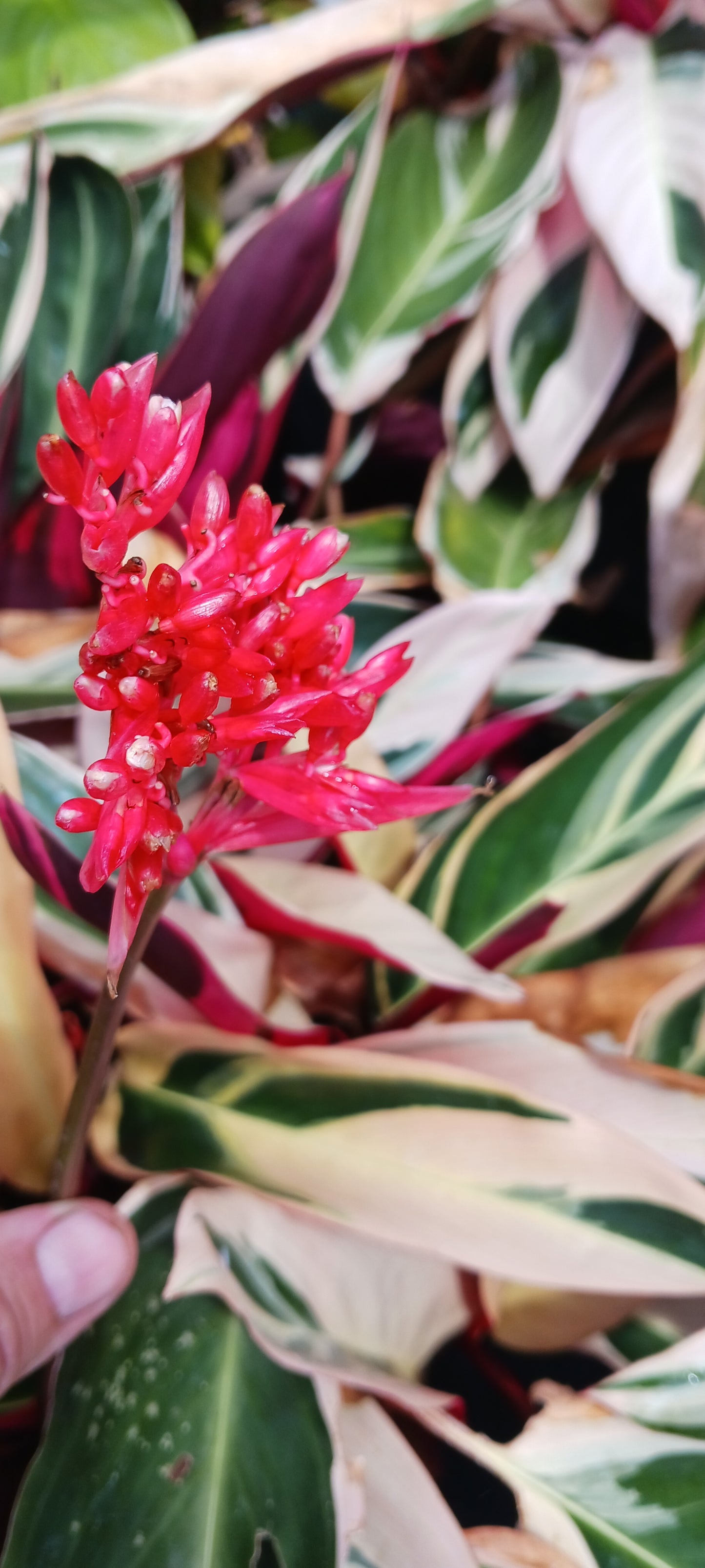 Stromanthe Triostar Large Leaf Tropical Plant Calathea