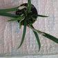 Orchid Fragrant Cattleya Brassavola cordata aka subufolia 4" Pot