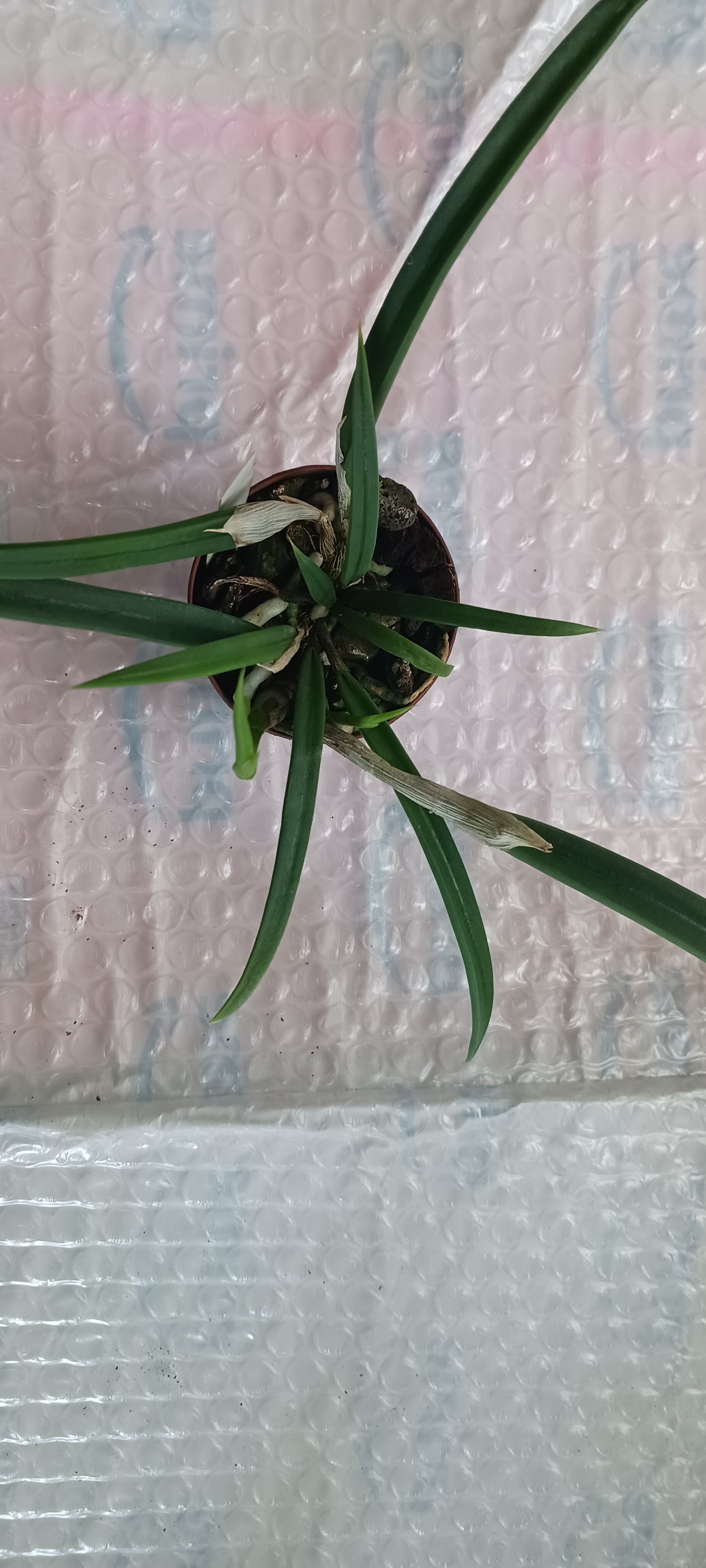 Orchid Fragrant Cattleya Brassavola cordata aka subufolia 4" Pot