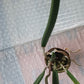 Orchid Fragrant Cattleya Brassavola cordata aka subufolia 4" Pot