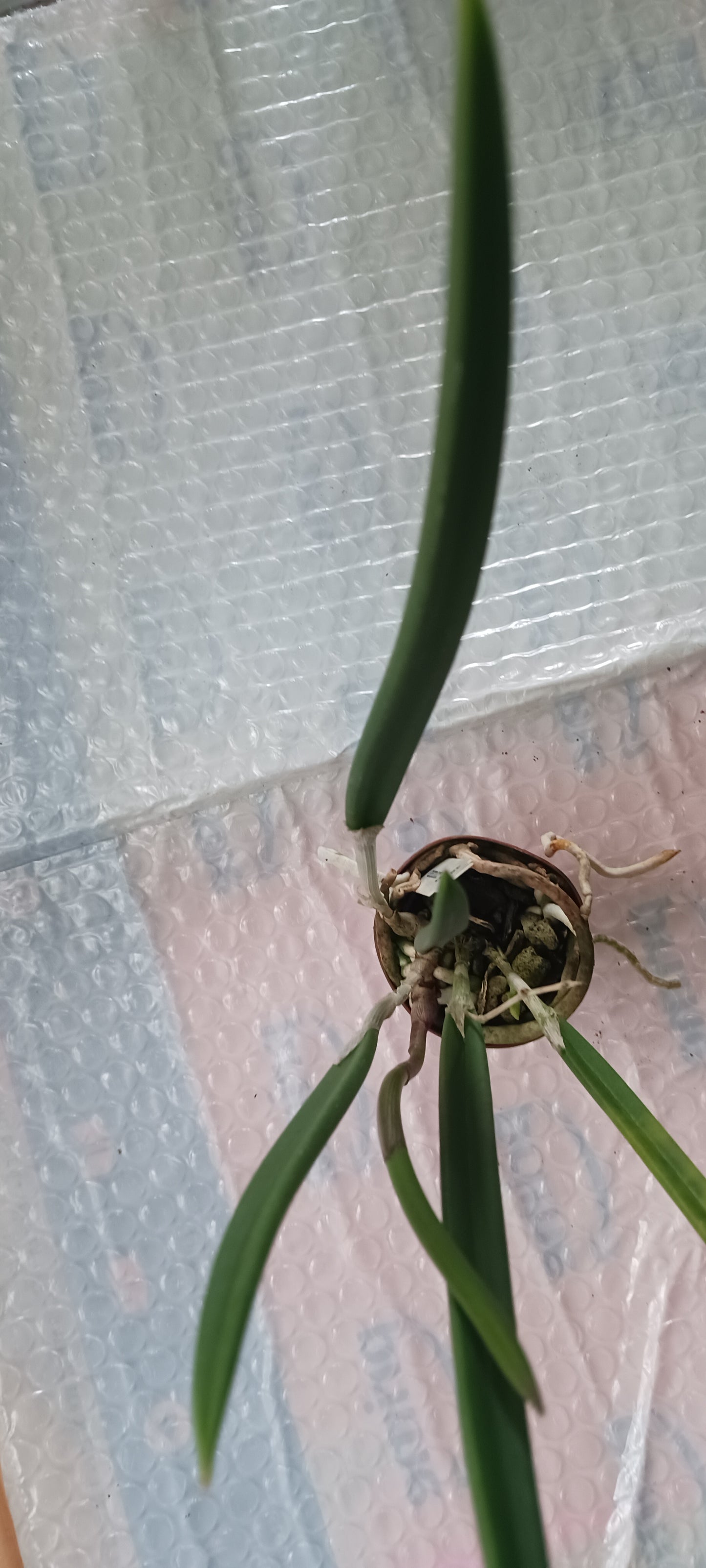 Orchid Fragrant Cattleya Brassavola cordata aka subufolia 4" Pot