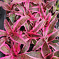 Buy (One Get One Desk Top Plan tin 4 inch pot Tropical Plant