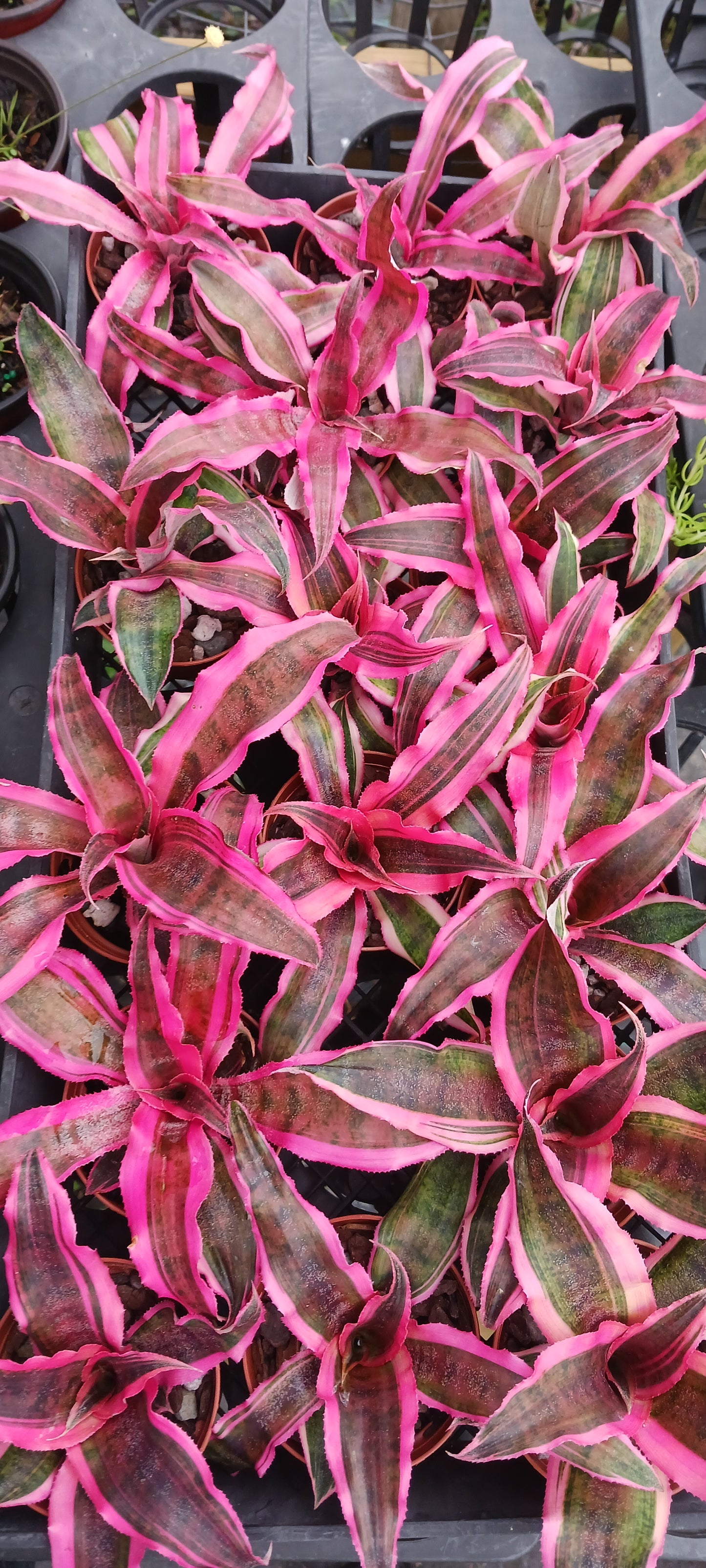 Buy (One Get One Desk Top Plan tin 4 inch pot Tropical Plant