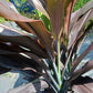 Ti Plant Cordyline fruticosa Black Magic