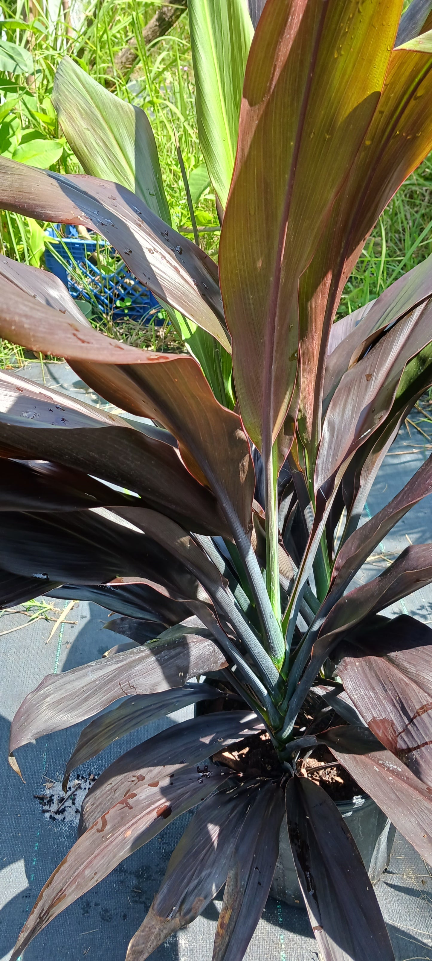 Ti Plant Cordyline fruticosa Black Magic