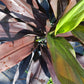 Ti Plant Cordyline fruticosa Midnight Velvet