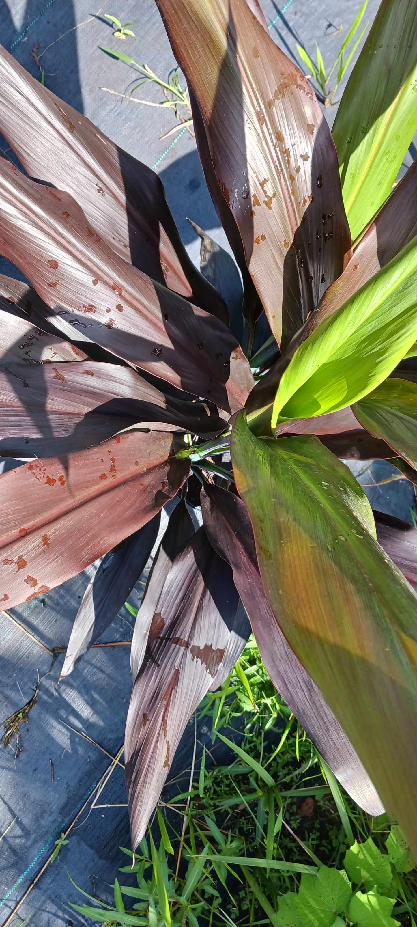 Ti Plant Cordyline fruticosa Black Magic