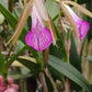 Cattleya Brassavola C leopoldi x B nodosa, Tigrinodosa