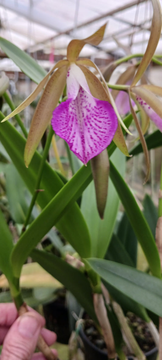 Cattleya Brassavola C leopoldi x B nodosa, Tigrinodosa