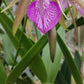 Cattleya Brassavola C leopoldi x B nodosa, Tigrinodosa