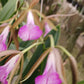 Cattleya Brassavola C leopoldi x B nodosa, Tigrinodosa