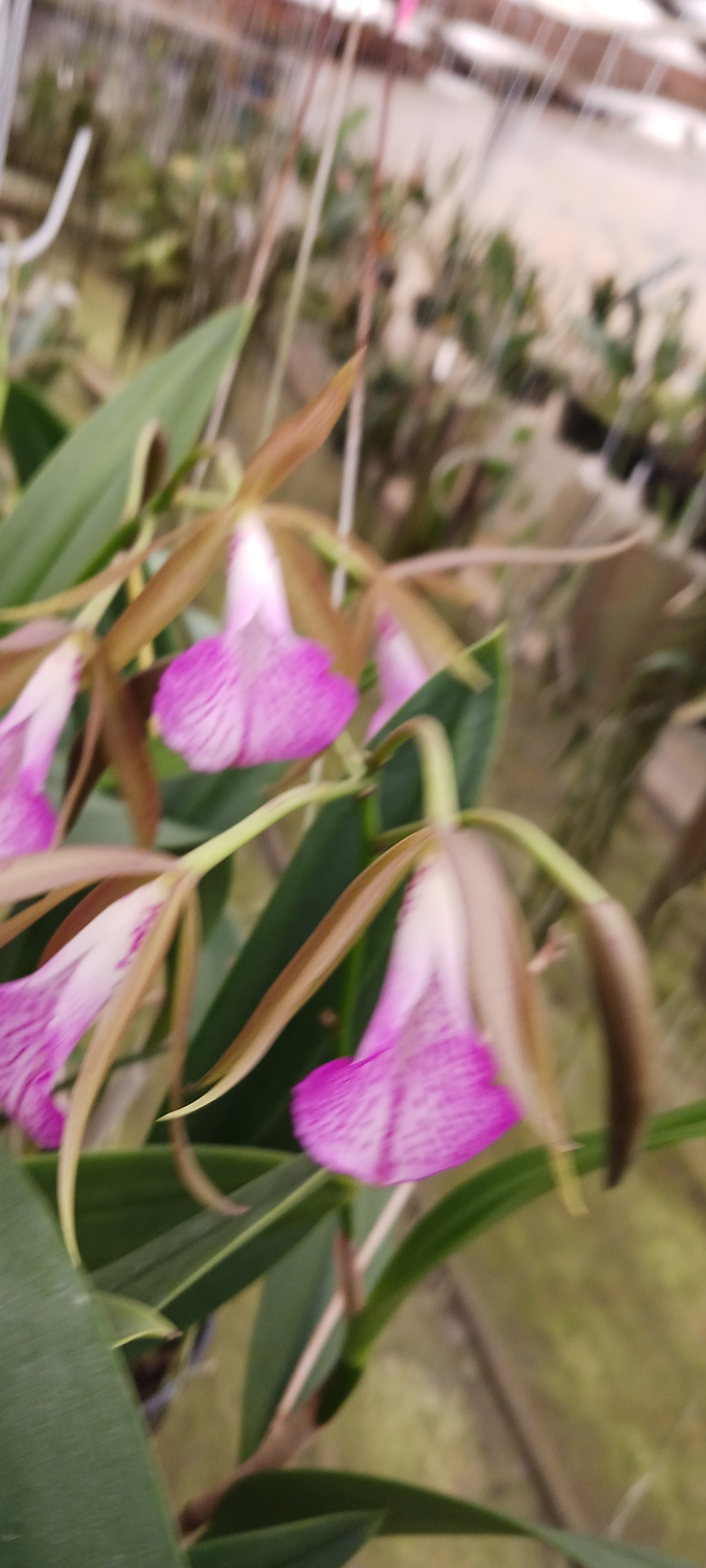 Cattleya Brassavola C leopoldi x B nodosa, Tigrinodosa