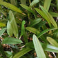 Cattleya Brassavola C leopoldi x B nodosa, Tigrinodosa