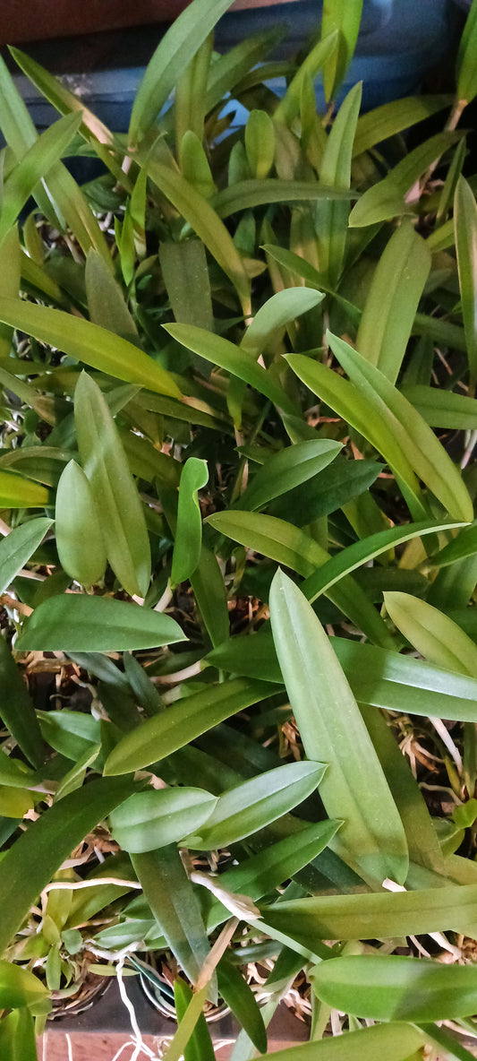 Cattleya Brassavola B nodosa x L. tenebrosa in 4" pot