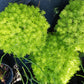 Sedum mexicanum Stonecrop Succulent groundcover Gold Moss Lemon Ball Succulent
