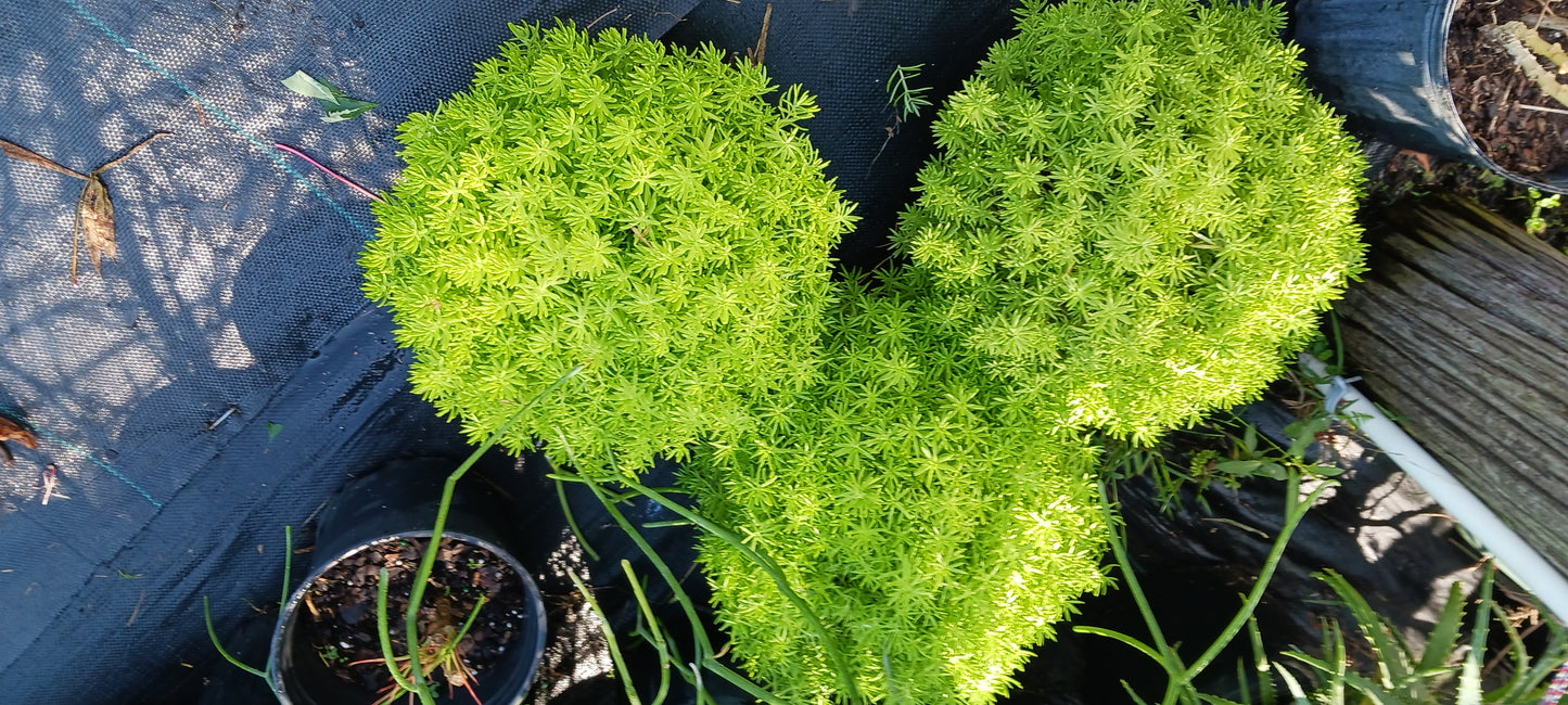Sedum mexicanum Stonecrop Succulent groundcover Gold Moss Lemon Ball Succulent