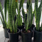 Succulent Sansevieria trifasciata Madagascar Africa