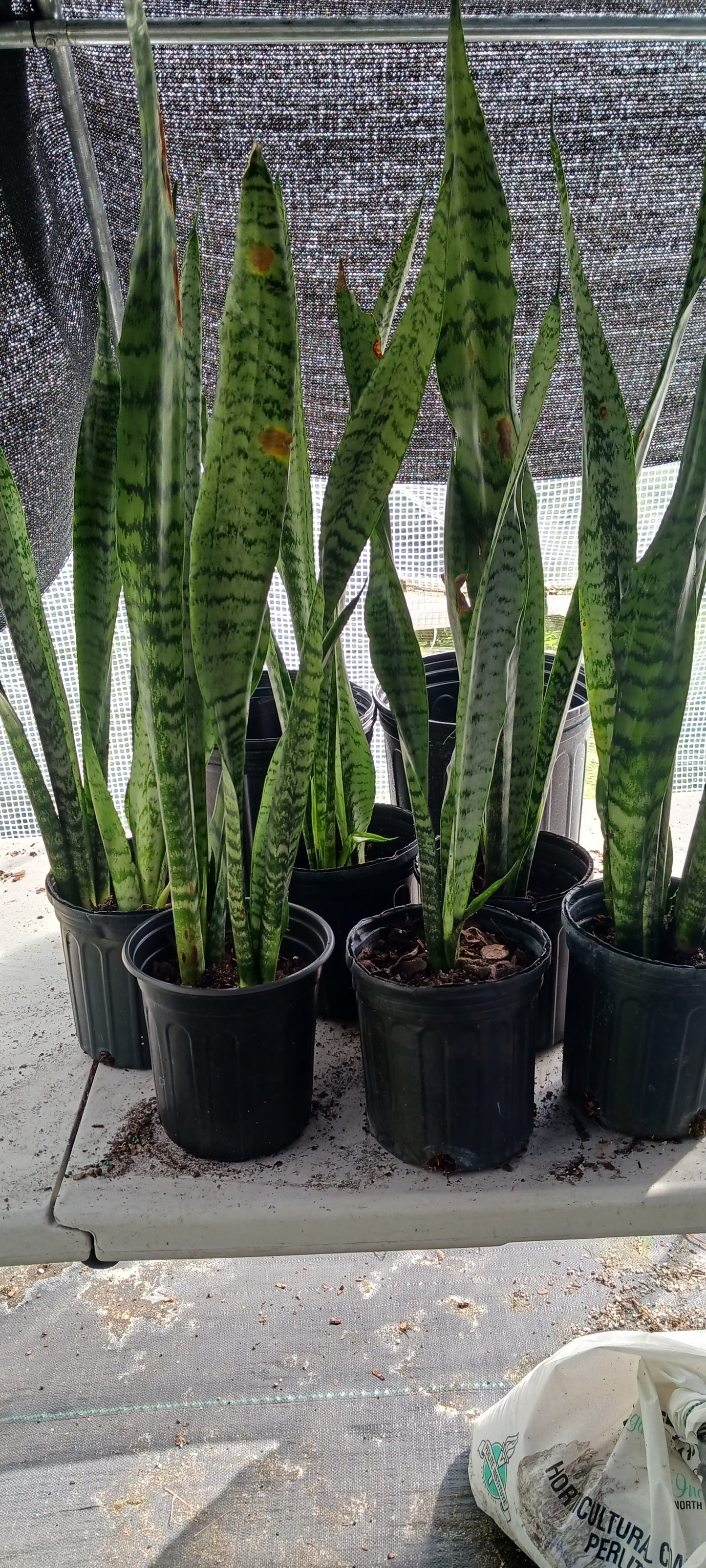 Succulent Sansevieria trifasciata Madagascar Africa