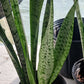 Succulent Sansevieria trifasciata Madagascar Africa