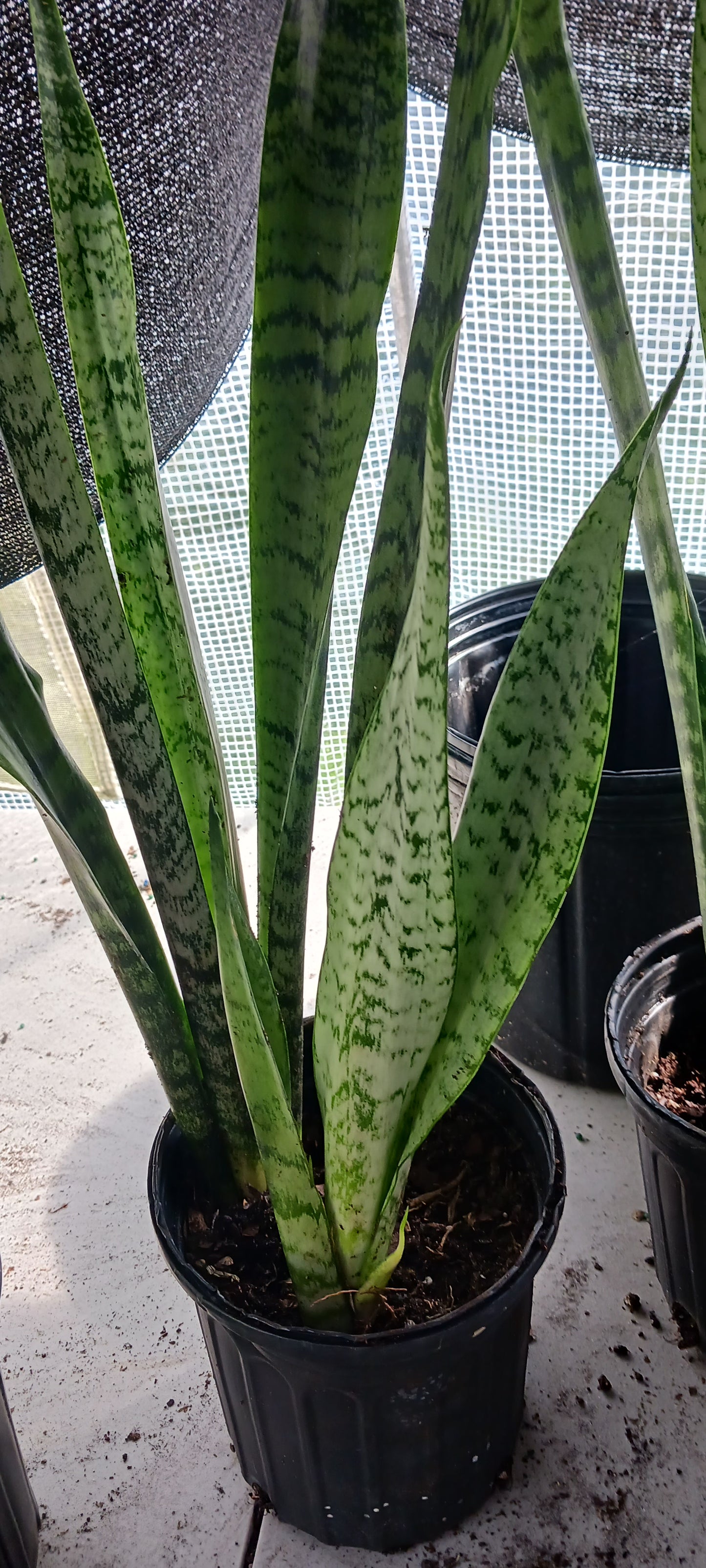 Succulent Sansevieria trifasciata Madagascar Africa
