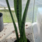Succulent Sansevieria trifasciata Madagascar Africa