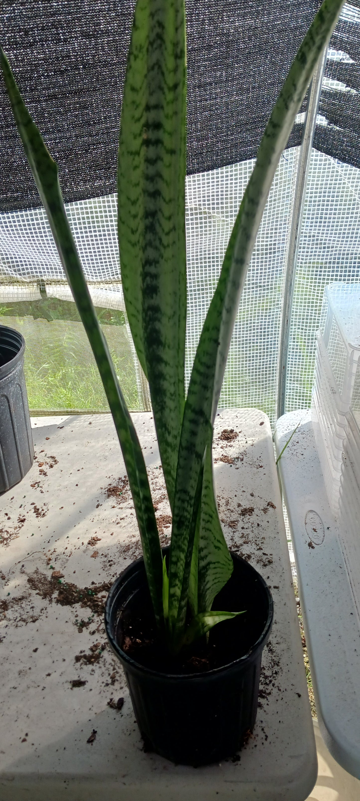 Succulent Sansevieria trifasciata Madagascar Africa