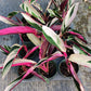 Stromanthe Triostar Large Leaf Tropical Plant Calathea