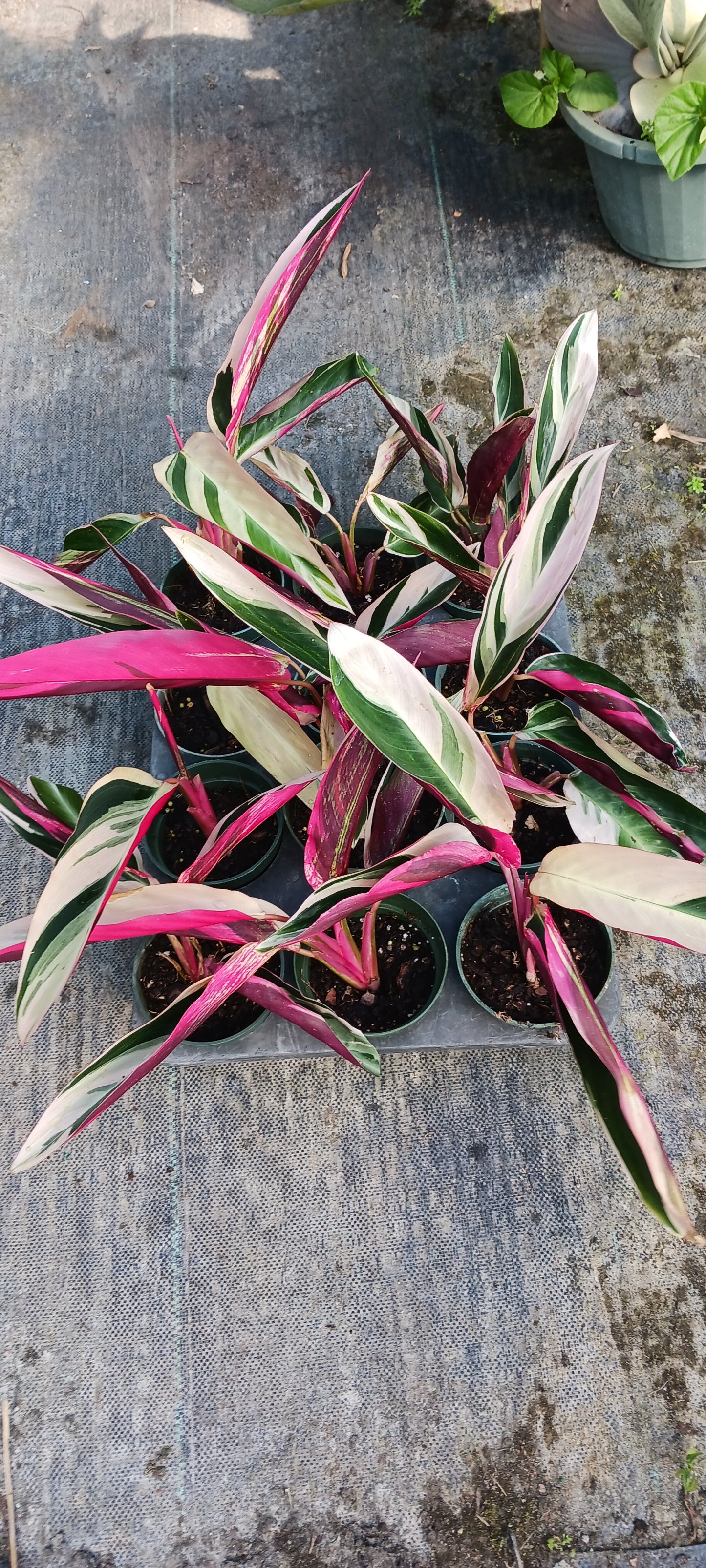 Stromanthe Triostar Large Leaf Tropical Plant Calathea