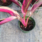 Stromanthe Triostar Large Leaf Tropical Plant Calathea