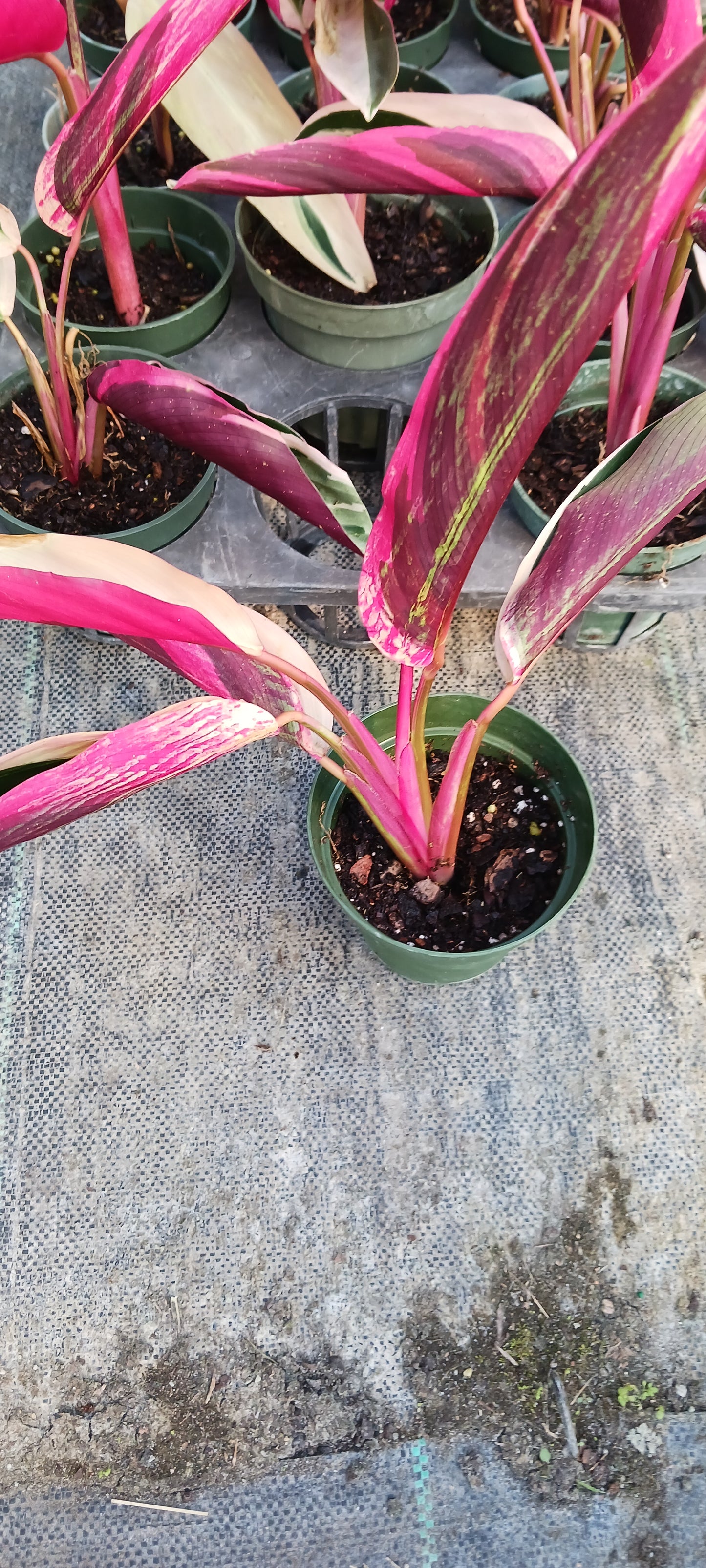 Stromanthe Triostar Large Leaf Tropical Plant Calathea