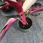 Stromanthe Triostar Large Leaf Tropical Plant Calathea