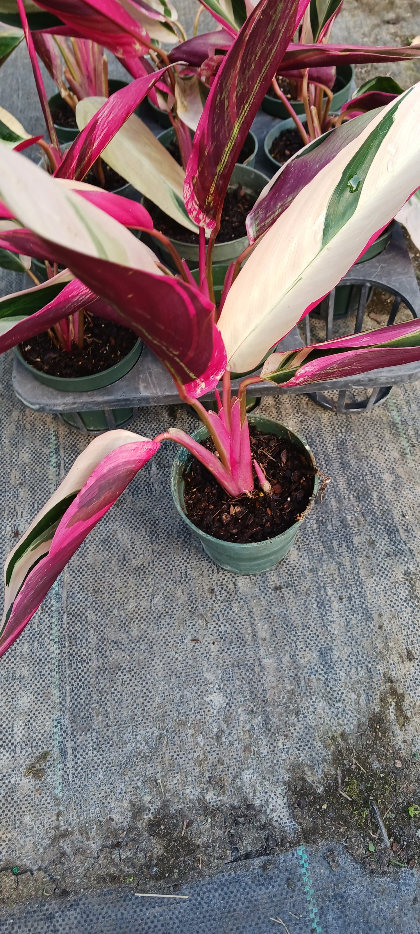 Stromanthe Triostar Large Leaf Tropical Plant Calathea