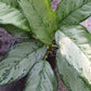Aglaonemis Silver Bay Large Leaf Tropical Plant