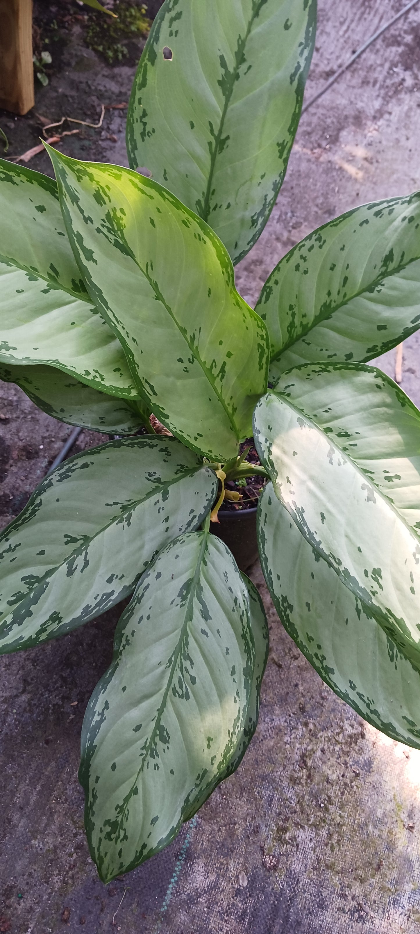 large leaved tropical house plants Aglaonemis Silver Bay Large Leaf Tropical Plant – MadHappenings