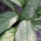 Aglaonemis Silver Bay Large Leaf Tropical Plant