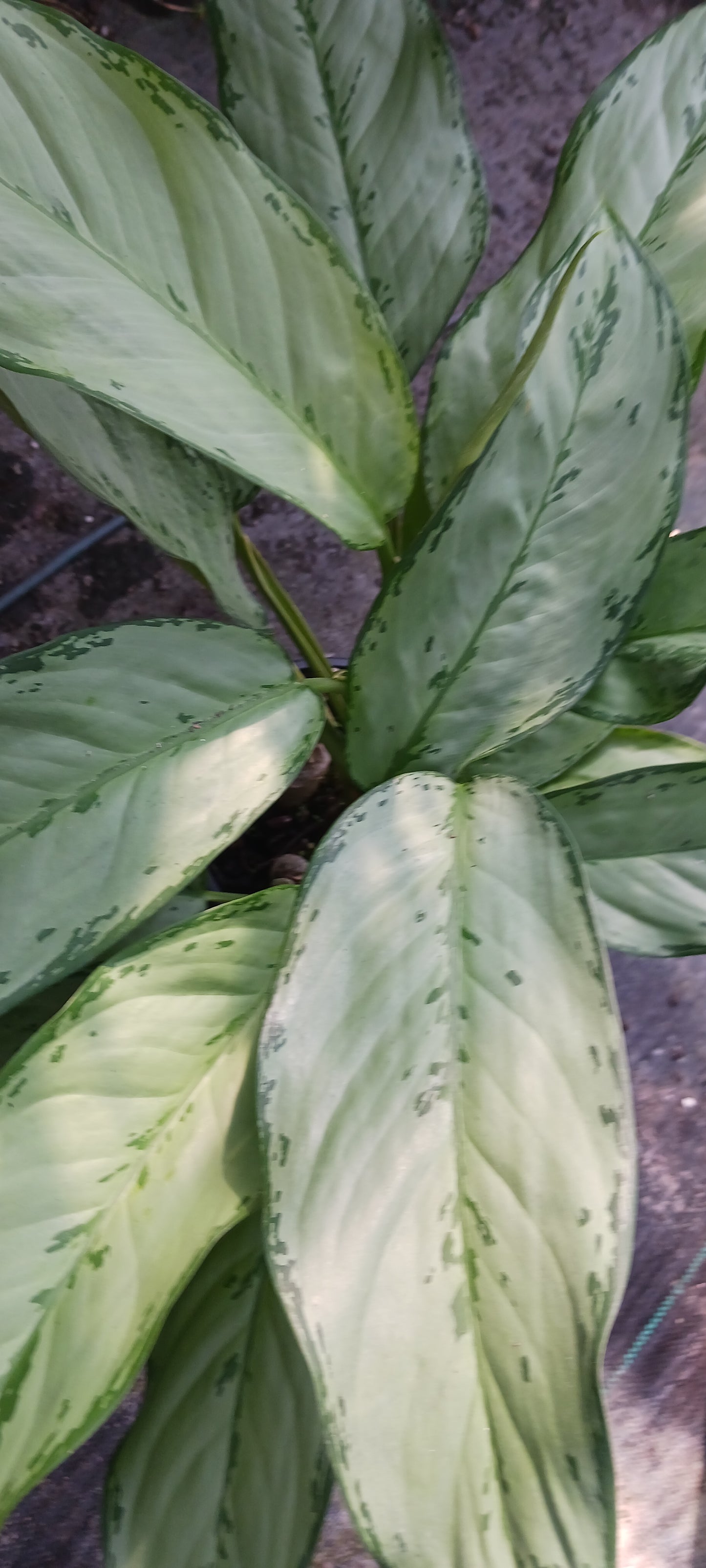 Aglaonemis Silver Bay Large Leaf Tropical Plant