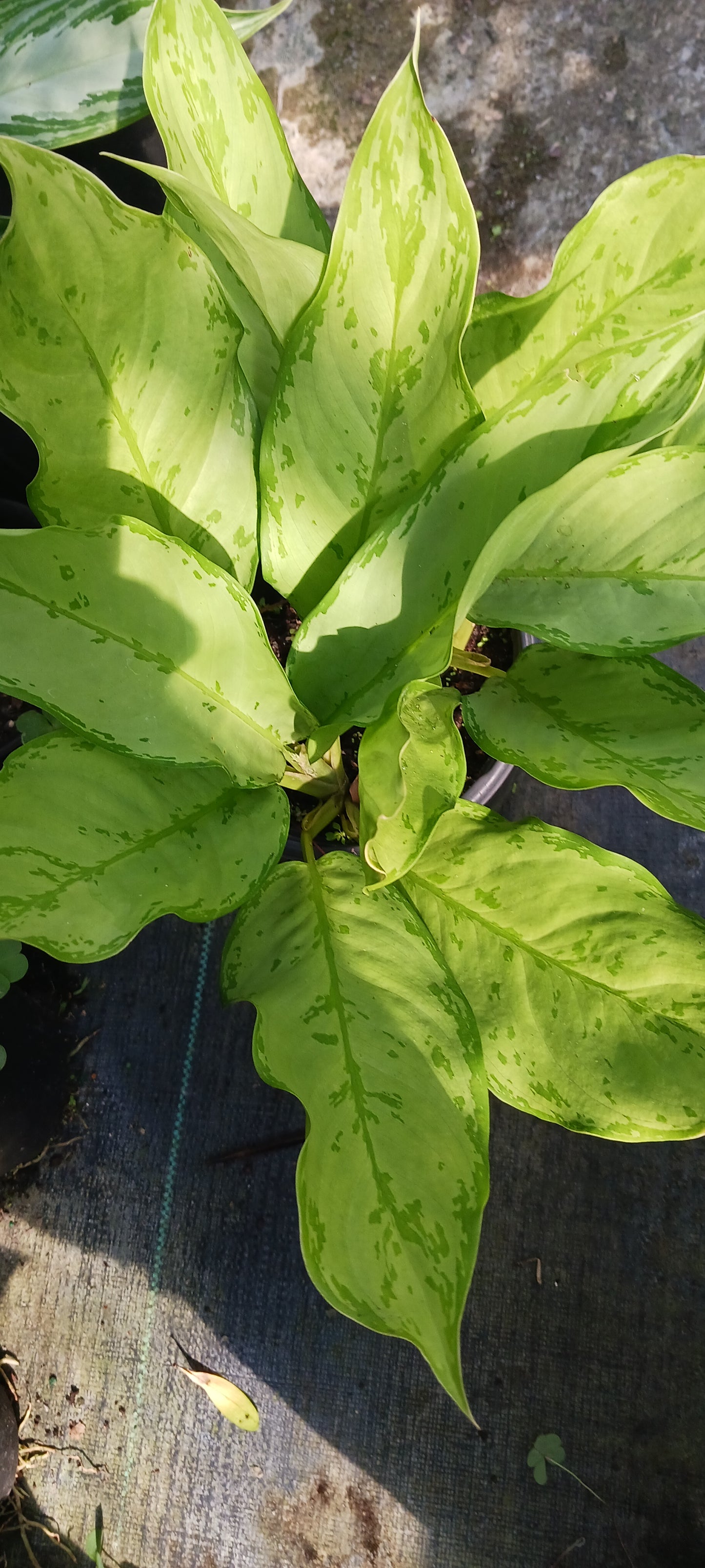 Aglaonemis Silver Bay Large Leaf Tropical Plant