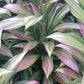 Ti Plant Cordyline fruticosa Kiwi Tropical Plants