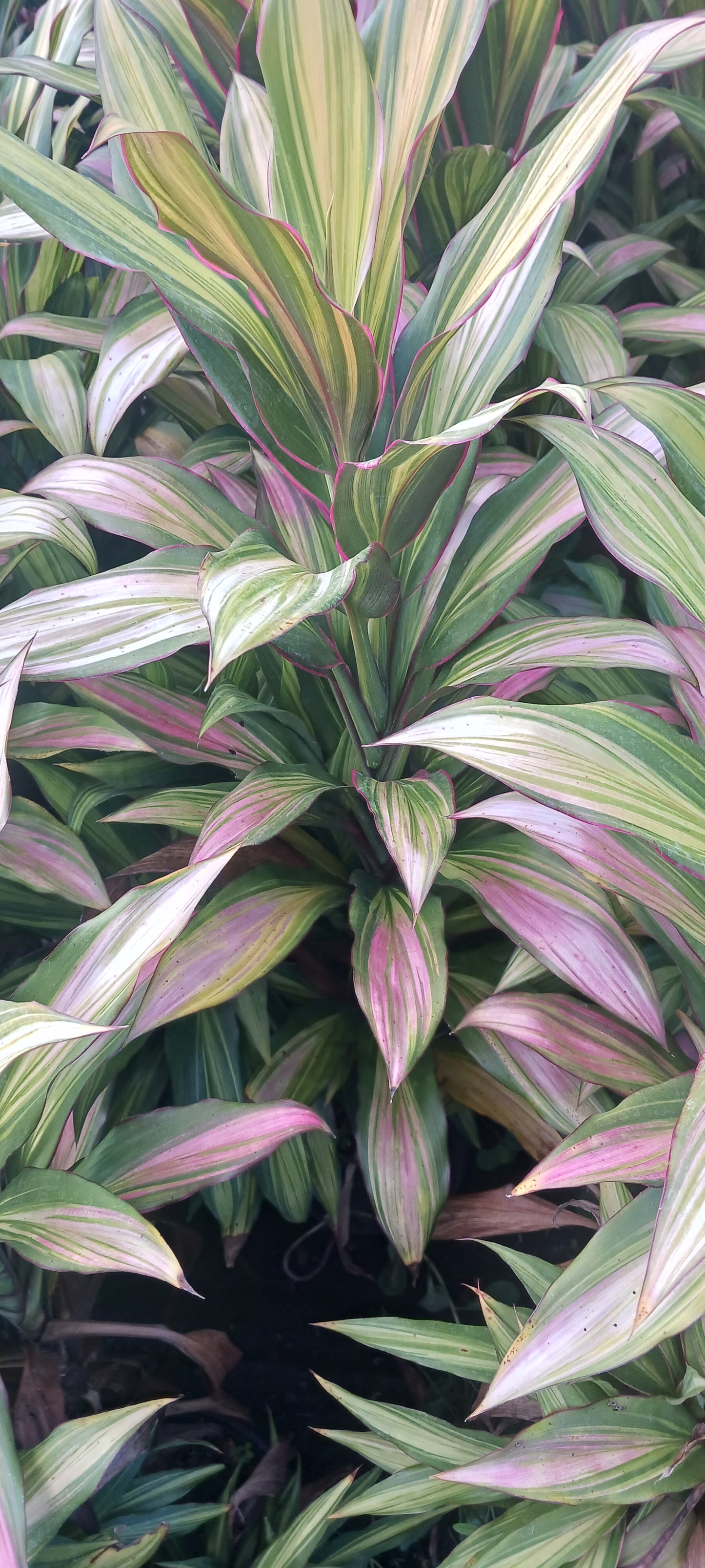 Ti Plant Cordyline fruticosa Kiwi Tropical Plants