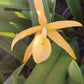 Orchid Catleya Brassavola (C aurantiaca Miswura Spots x L Brazilian Angel) x B nodosa