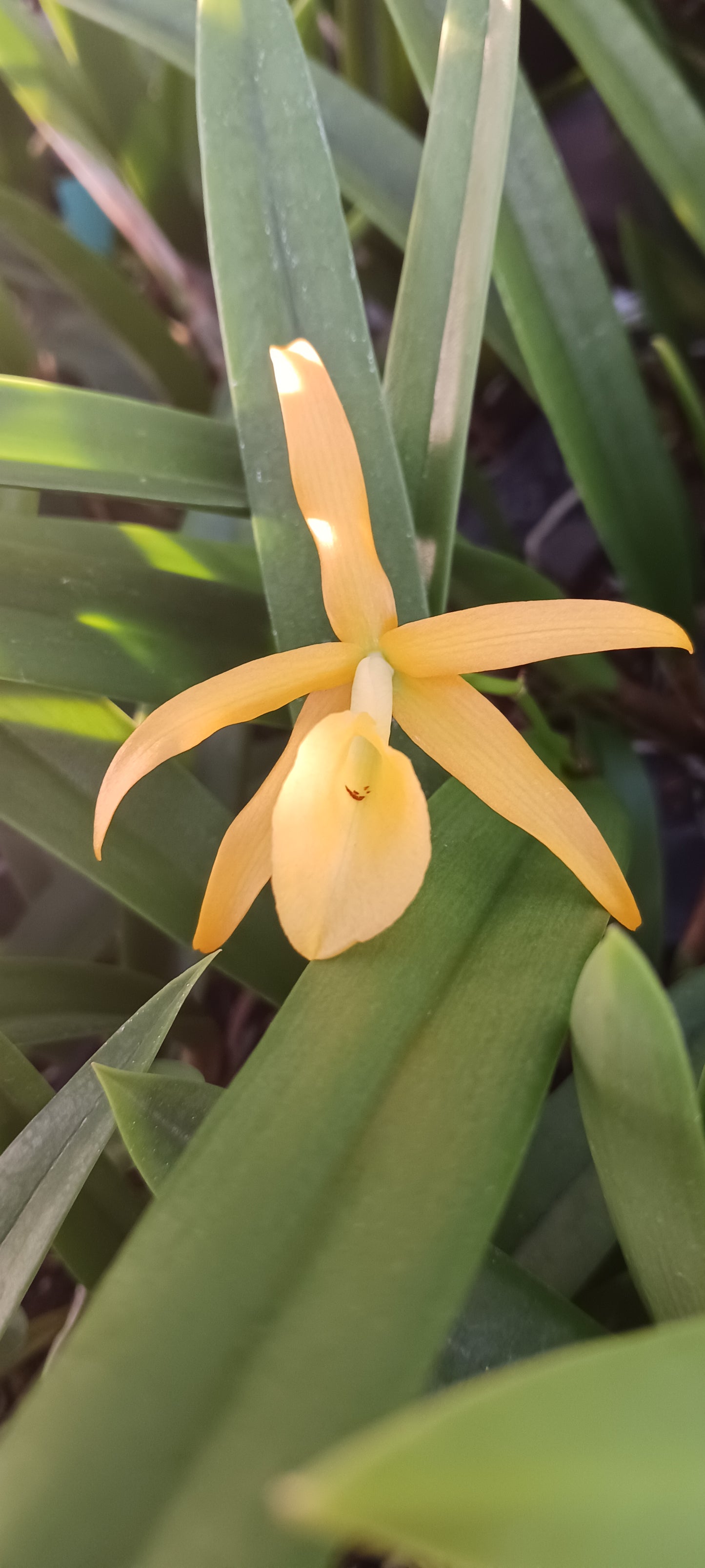Orchid Catleya Brassavola (C aurantiaca Miswura Spots x L Brazilian Angel) x B nodosa