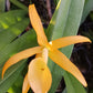 Orchid Catleya Brassavola (C aurantiaca Miswura Spots x L Brazilian Angel) x B nodosa