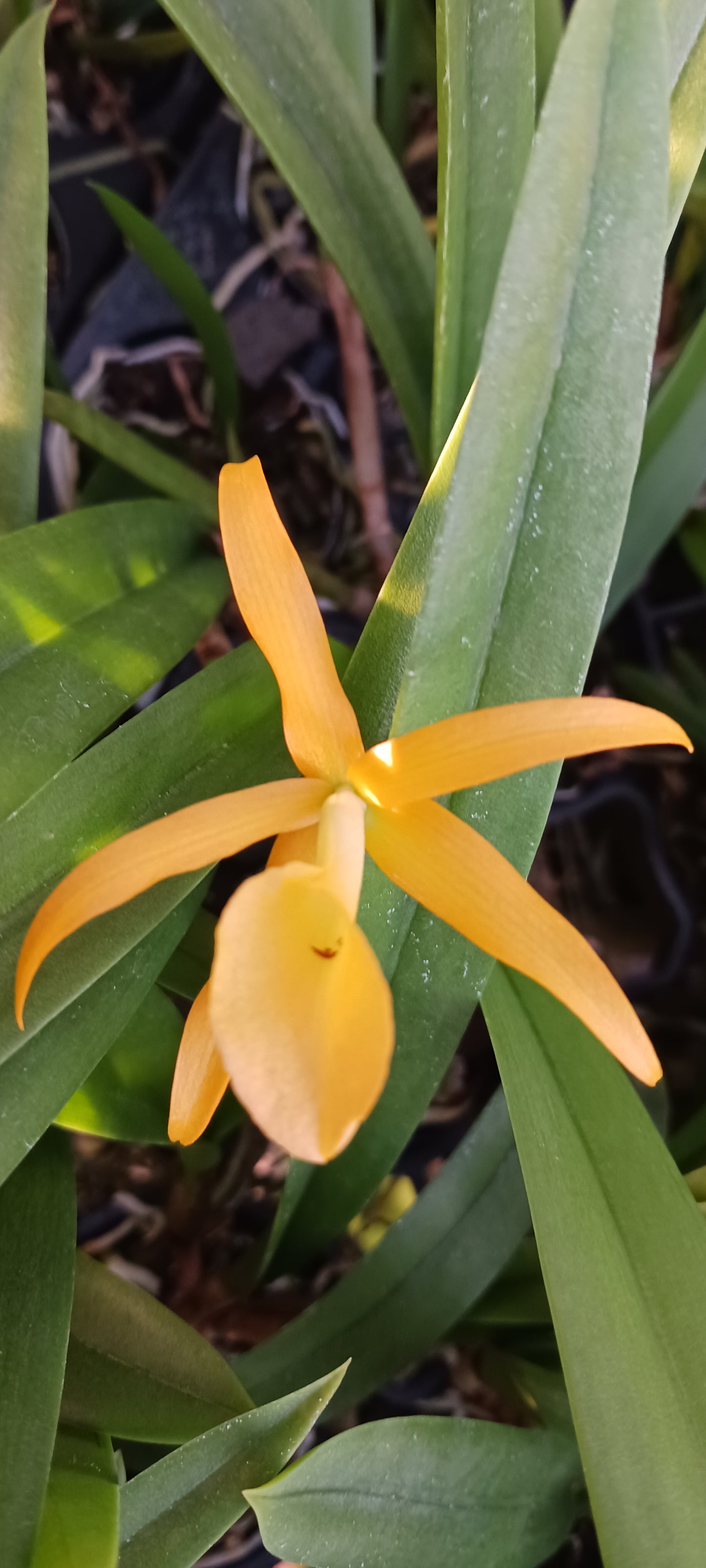 Orchid Catleya Brassavola (C aurantiaca Miswura Spots x L Brazilian Angel) x B nodosa