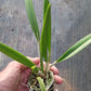 Orchid Catleya Brassavola (C aurantiaca Miswura Spots x L Brazilian Angel) x B nodosa