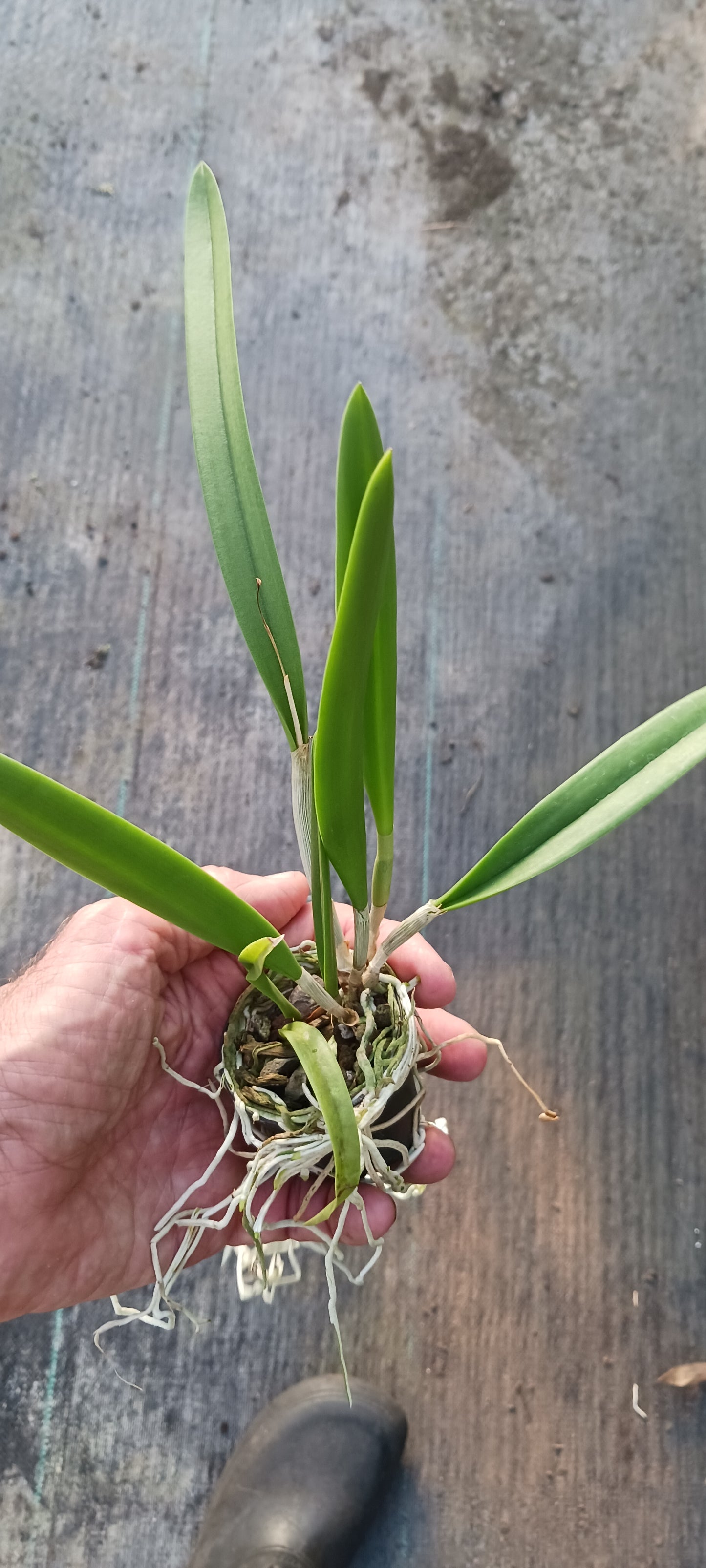 Orchid Catleya Brassavola (C aurantiaca Miswura Spots x L Brazilian Angel) x B nodosa
