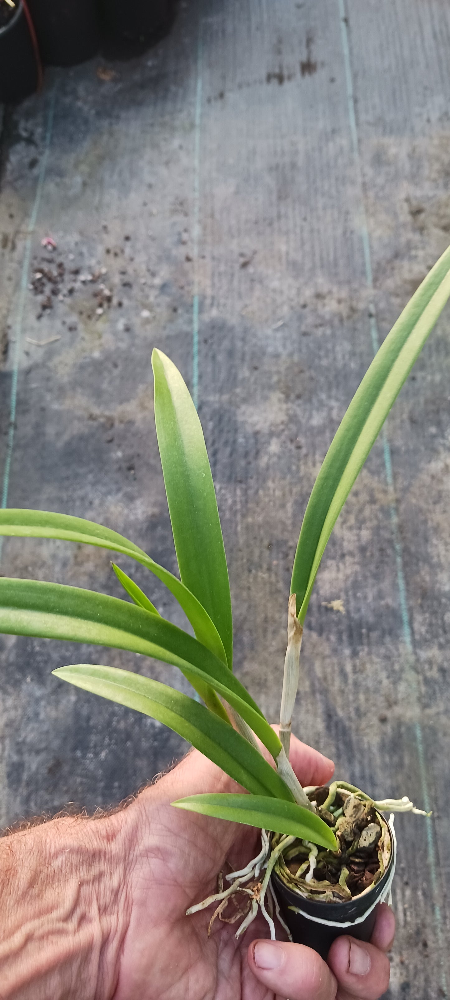 Orchid Catleya Brassavola (C aurantiaca Miswura Spots x L Brazilian Angel) x B nodosa