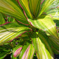 Ti Plant Cordyline fruticosa Kiwi Tropical Plants